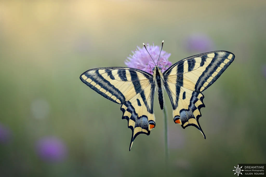 Scarce swallowtail (Iphiclides podalirius) perched on a flower, wings spread