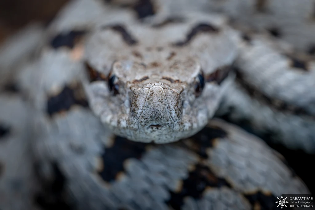 Aspic viper (Vipera aspis) — point A, initial focus on the snout