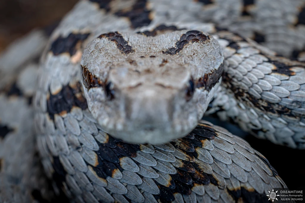 Aspic viper (Vipera aspis) — point B, final focus on the back of the head