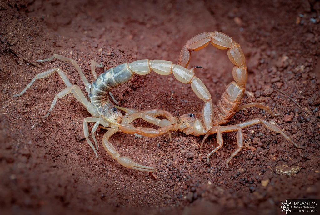 European scorpion (Buthus occitanus), courtship dance, seen at an angle