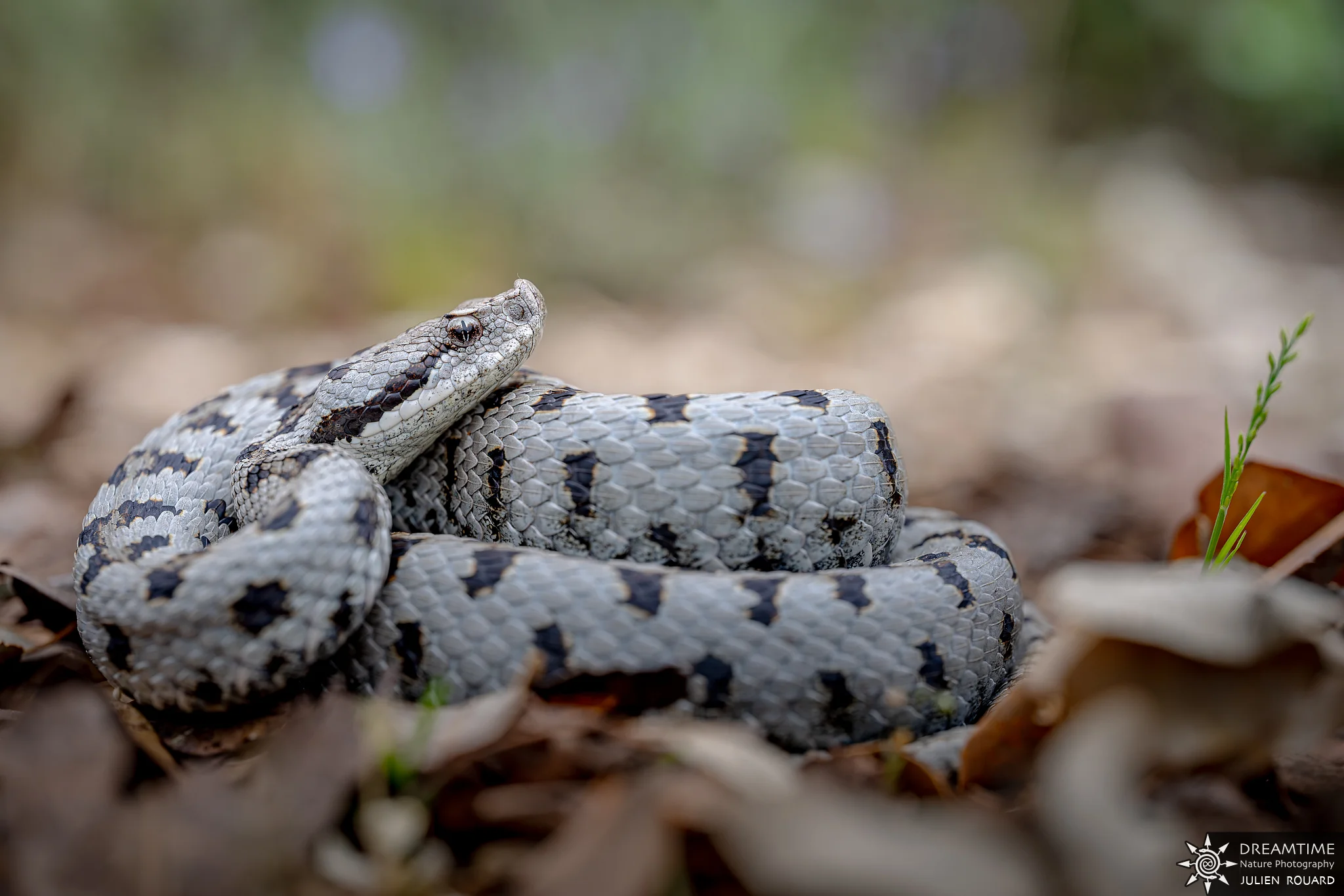 Vipère aspic (Vipera aspis) photographiée au Laowa 58mm f/2.8 2x Ultra Macro APO