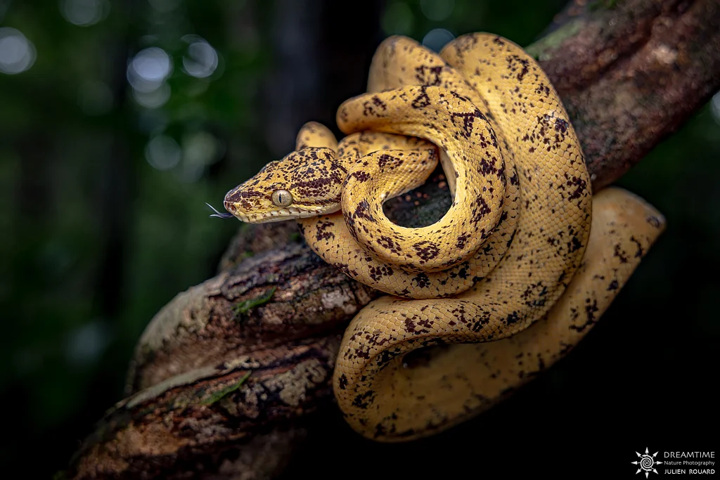 Boa d'Amazonie (Corallus hortulanus) photographié au Canon RF 24-70mm f/2.8L IS USM