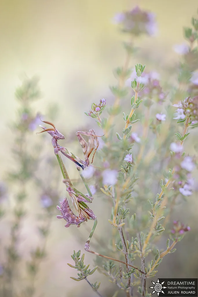 Macrophotographie de terrain réalisée avec un diffuseur DNP — 1