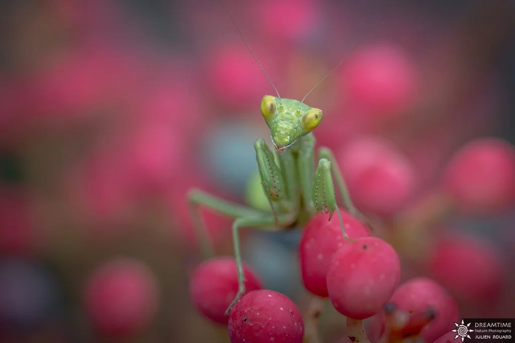 Macrophotographie de terrain réalisée avec un diffuseur DNP — 3