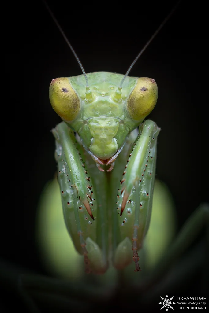 Macrophotographie de terrain réalisée avec un diffuseur DNP — 4