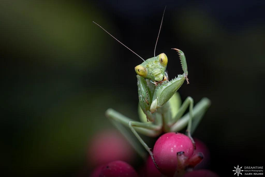 Macrophotographie de terrain réalisée avec un diffuseur DNP — 5