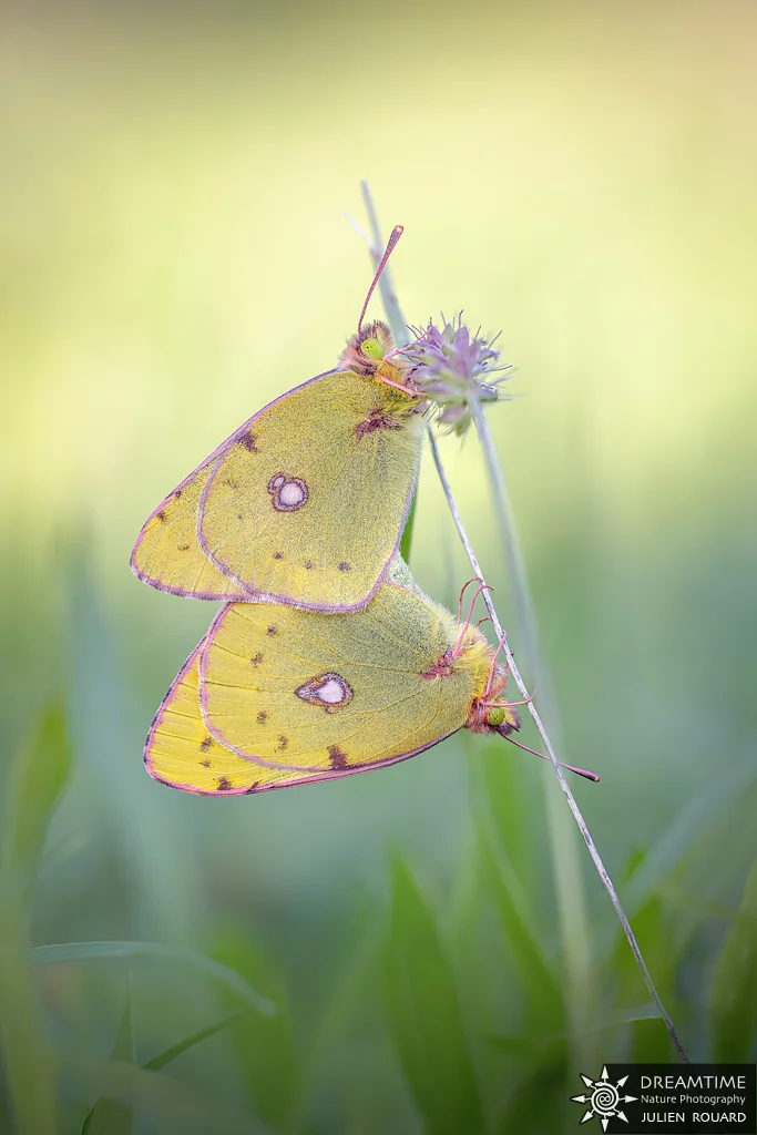 Macrophotographie de terrain réalisée avec un diffuseur DNP — 7