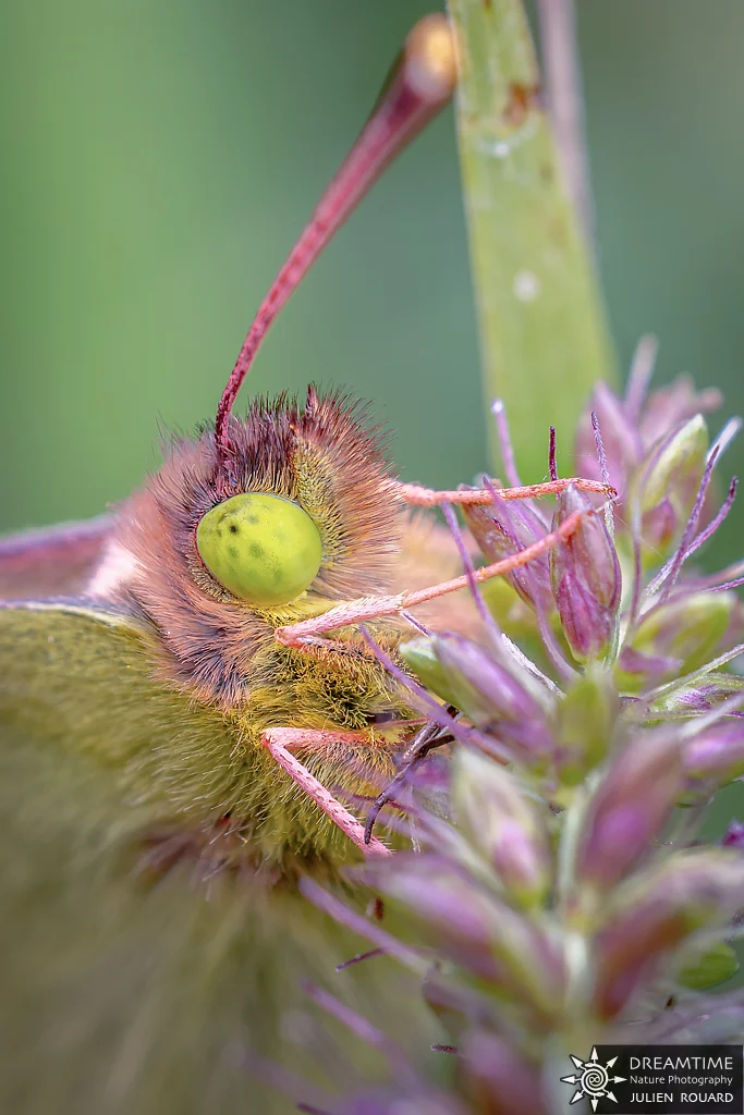 Macrophotographie de terrain réalisée avec un diffuseur DNP — 8