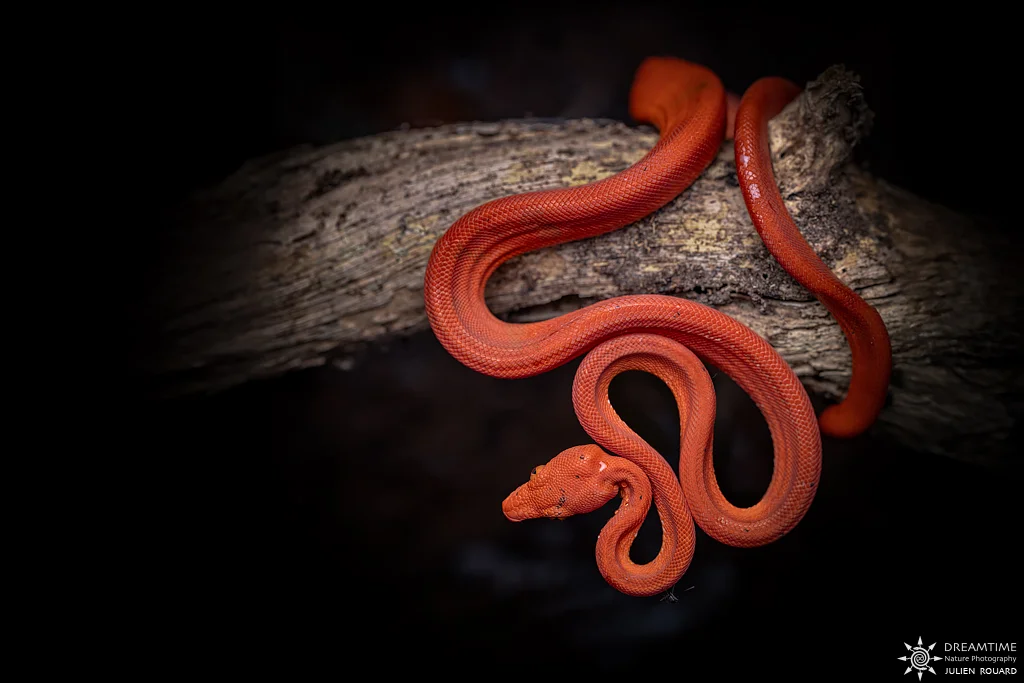 Macrophotographie de terrain réalisée avec un diffuseur DNP — 9