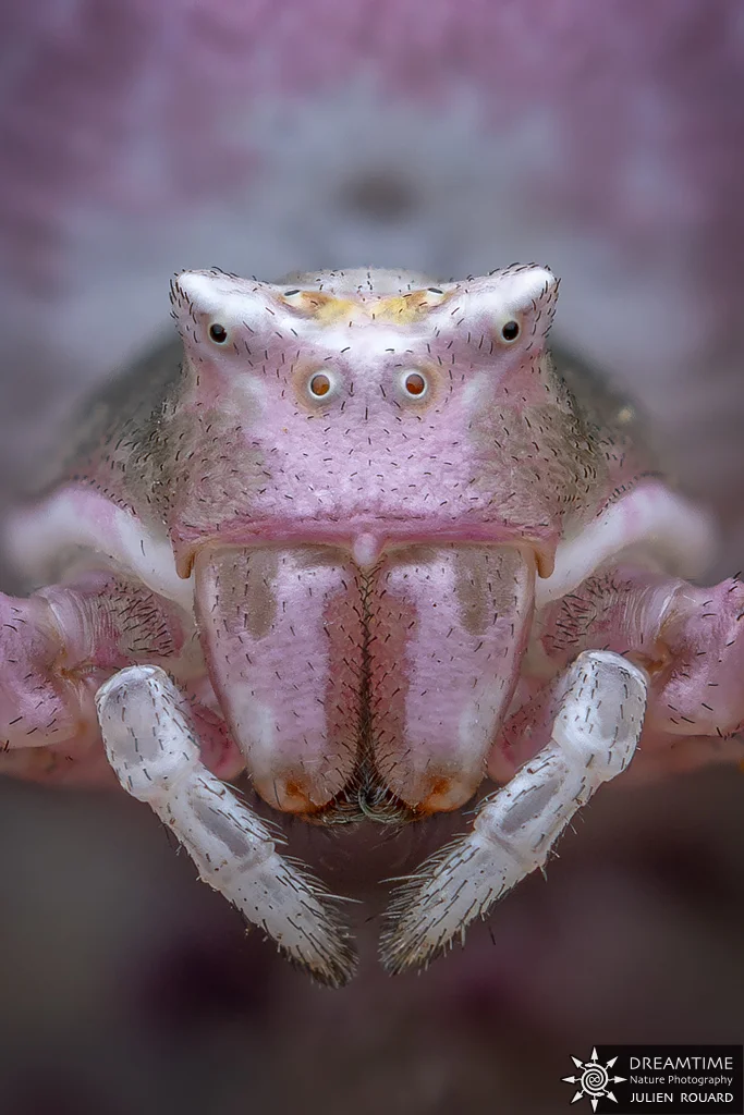 Macrophotographie de terrain réalisée avec un diffuseur DNP — 10