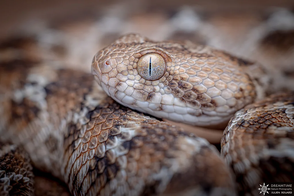 Échide à ventre blanc (Echis leucogaster) — macrophotographie réalisée avec un diffuseur DNP