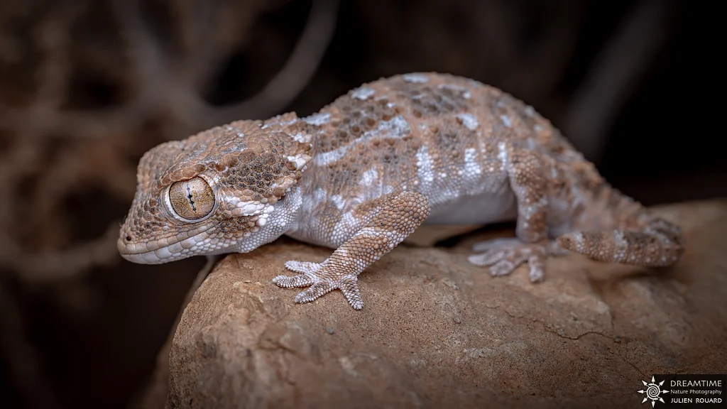 Tarente casquée (Tarentola chazaliae) — macrophotographie réalisée avec un diffuseur DNP
