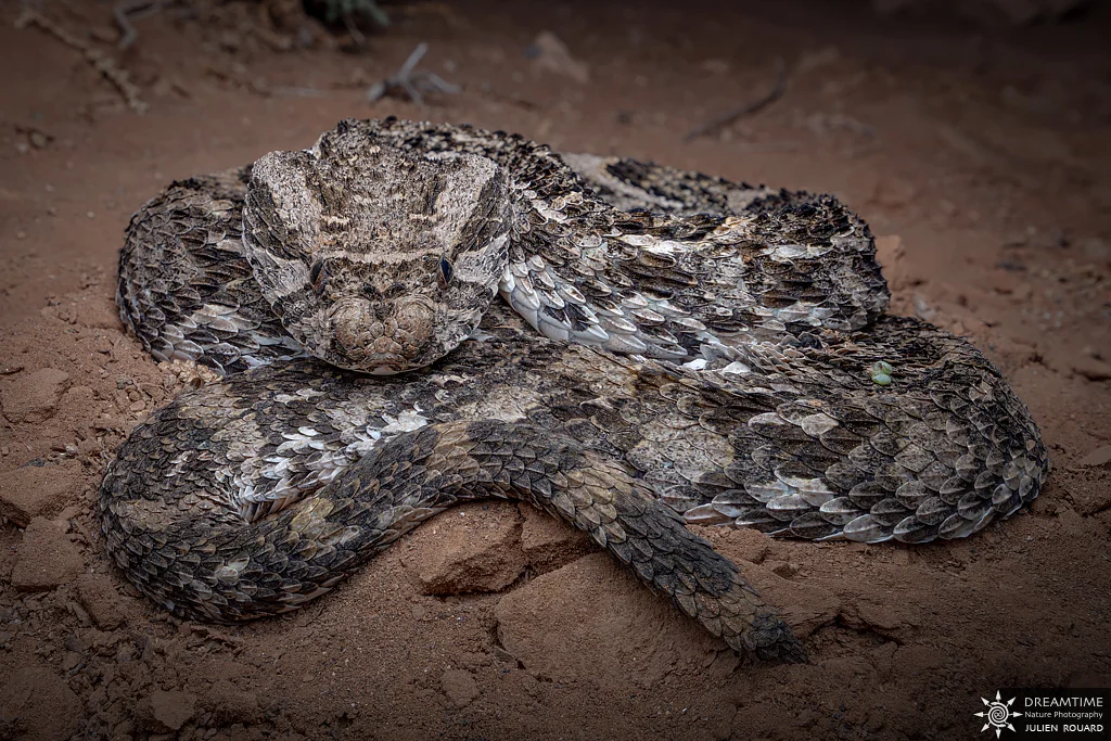 Vipère heurtante (Bitis arietans) — macrophotographie réalisée avec un diffuseur DNP