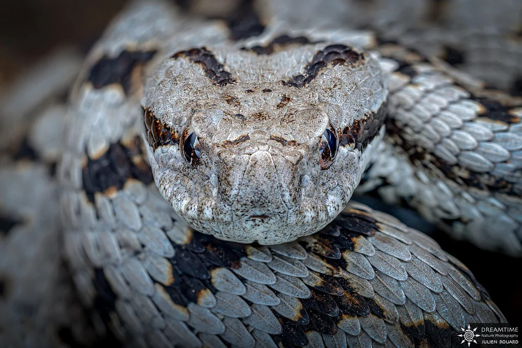Vipère aspic (Vipera aspis) — macrophotographie réalisée avec un diffuseur DNP