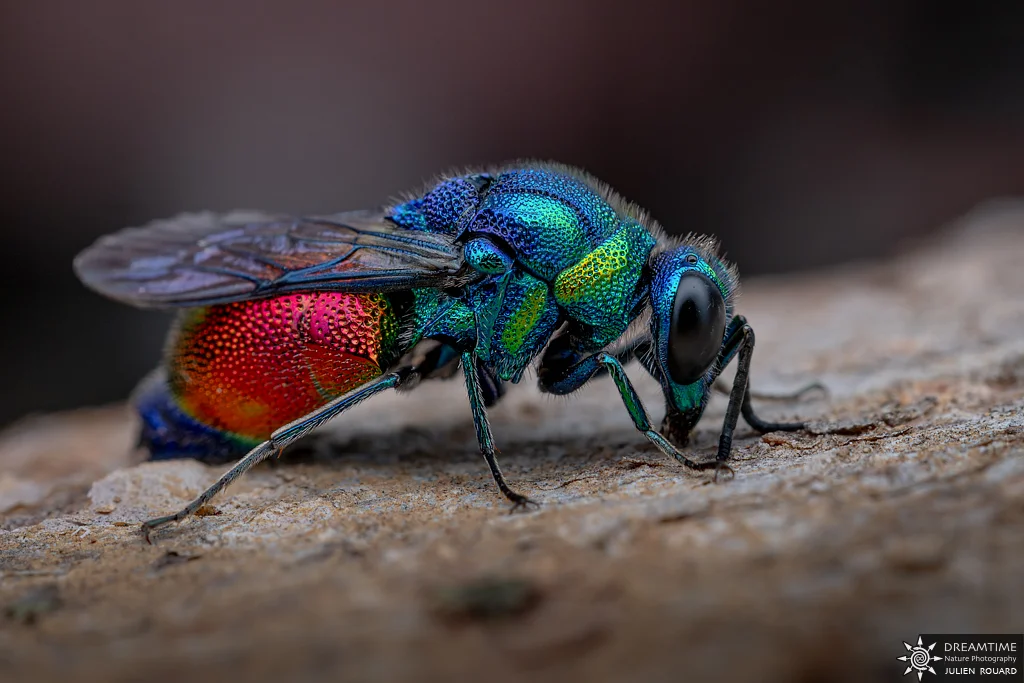 Stilbum calens (Stilbum calens) — macrophotographie réalisée avec un diffuseur DNP