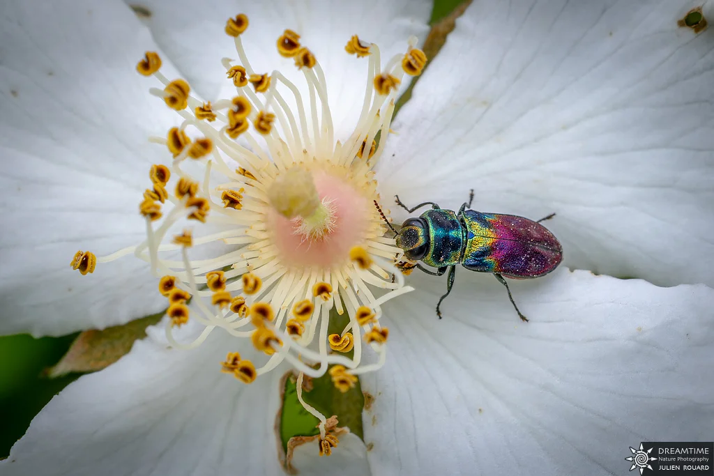 Anthaxia dimidiata (Anthaxia dimidiata) — macrophotographie réalisée avec un diffuseur DNP