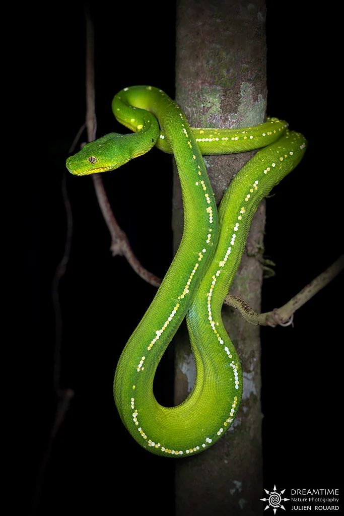 Python vert (Morelia viridis) — macrophotographie réalisée avec un diffuseur DNP