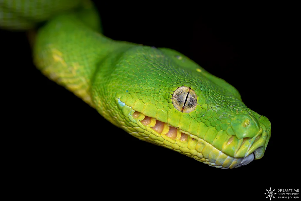 Python vert (Morelia viridis) — macrophotographie réalisée avec un diffuseur DNP