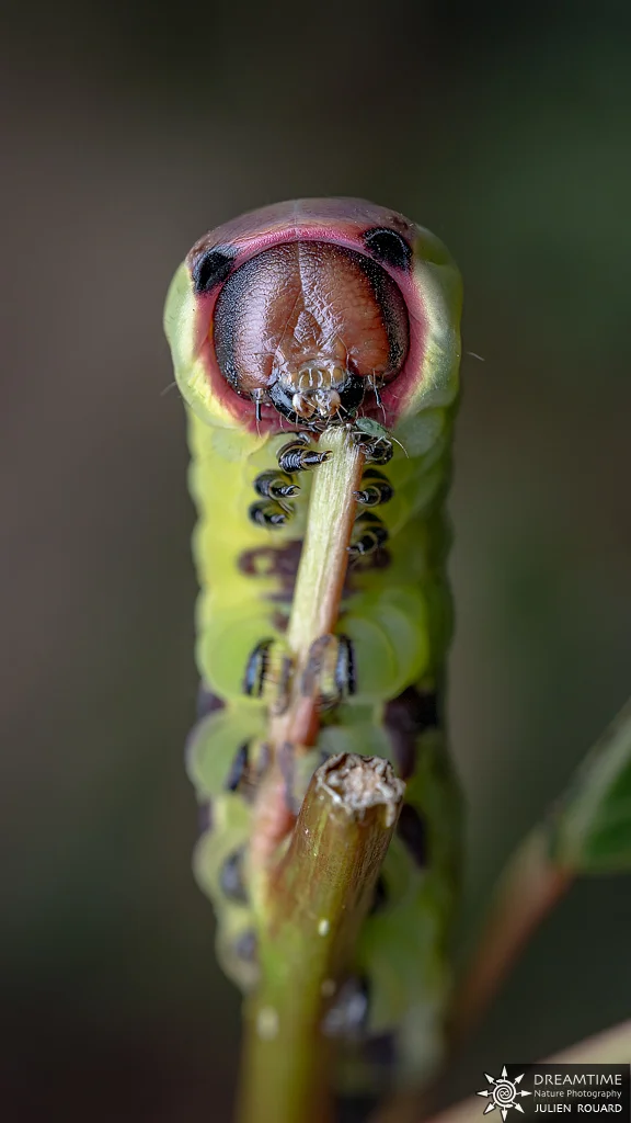 Macrophotographie de terrain réalisée avec un diffuseur DNP — 11