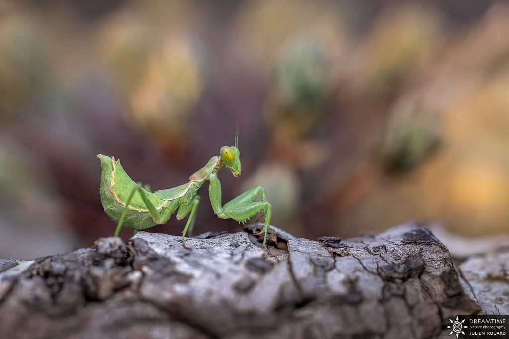 Macrophotographie de terrain réalisée avec un diffuseur DNP — 12