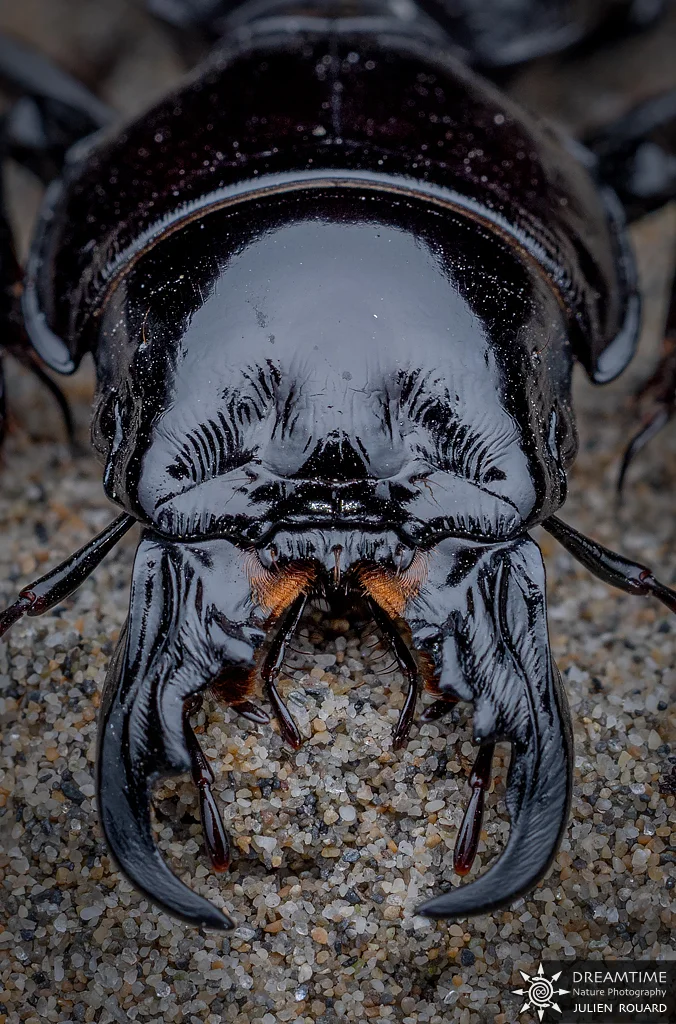 Macrophotographie de terrain réalisée avec un diffuseur DNP — 13