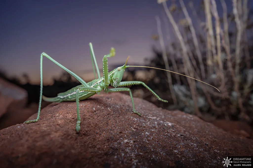 Macrophotographie de terrain réalisée avec un diffuseur DNP — 18