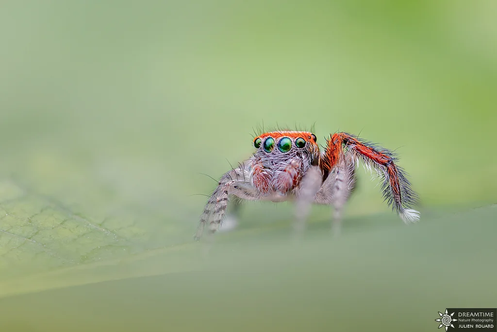 Macrophotographie de terrain réalisée avec un diffuseur DNP — 19