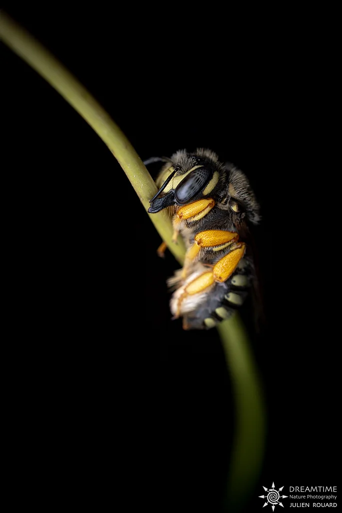 Macrophotographie de terrain réalisée avec un diffuseur DNP — 20