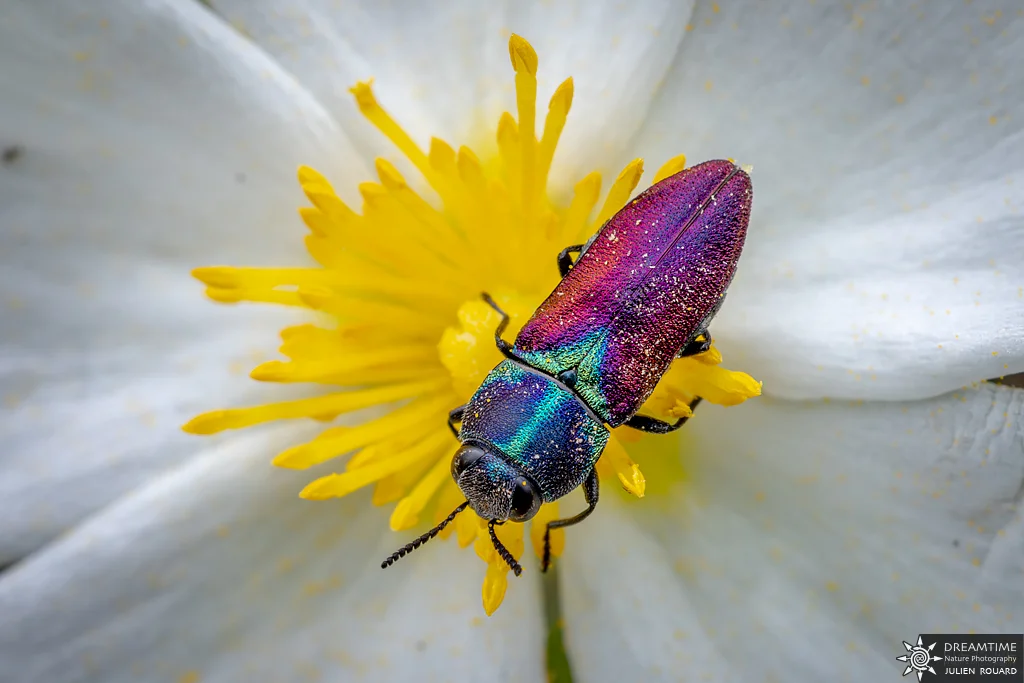 Macrophotographie de terrain réalisée avec un diffuseur DNP — 21