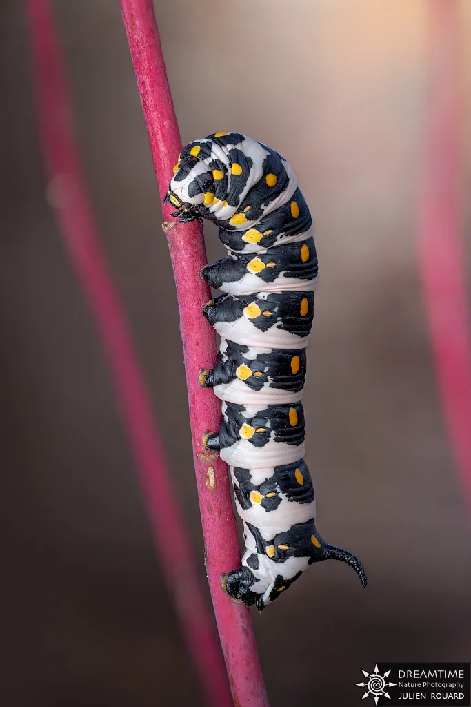Macrophotographie de terrain réalisée avec un diffuseur DNP — 22