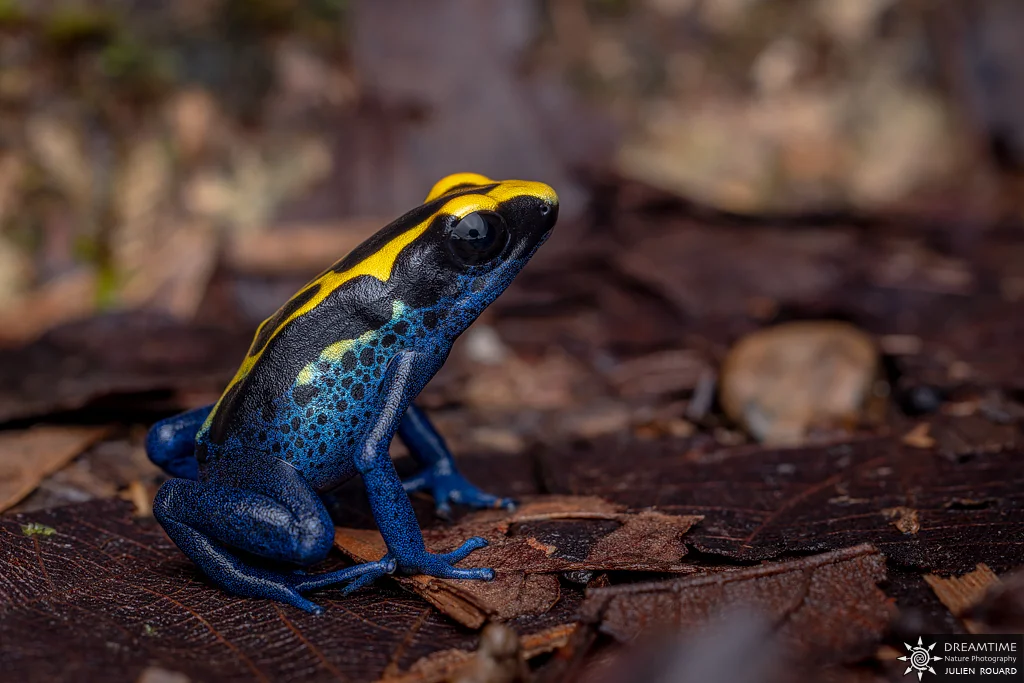 Macrophotographie de terrain réalisée avec un diffuseur DNP — 23