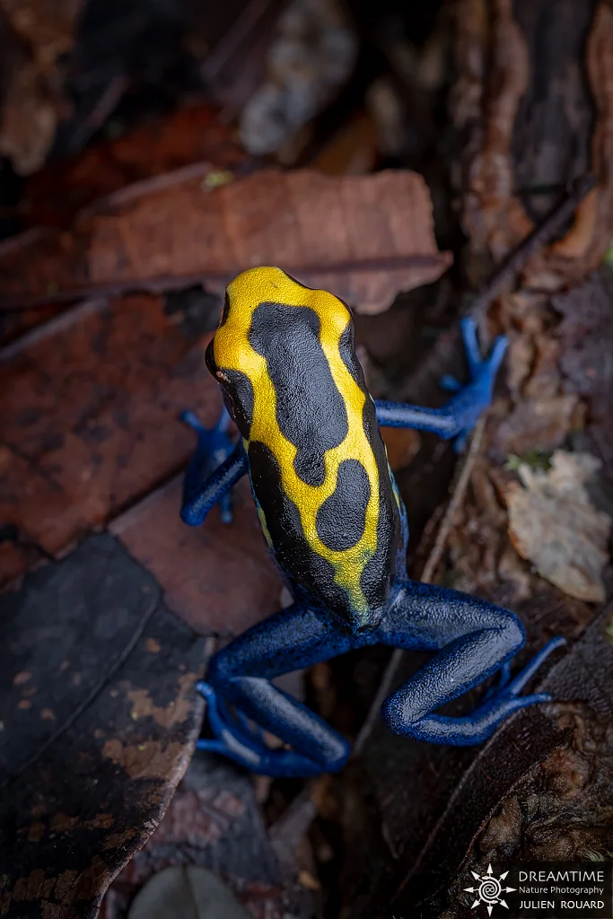 Macrophotographie de terrain réalisée avec un diffuseur DNP — 24