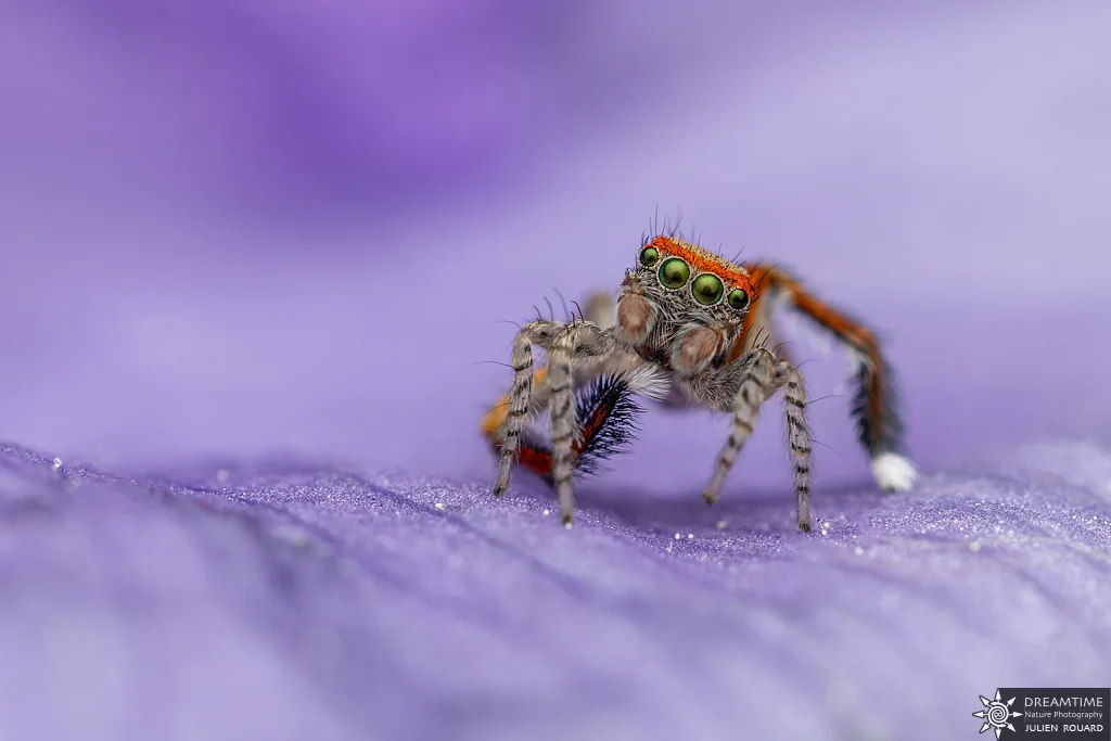 Macrophotographie de terrain réalisée avec un diffuseur DNP — 25