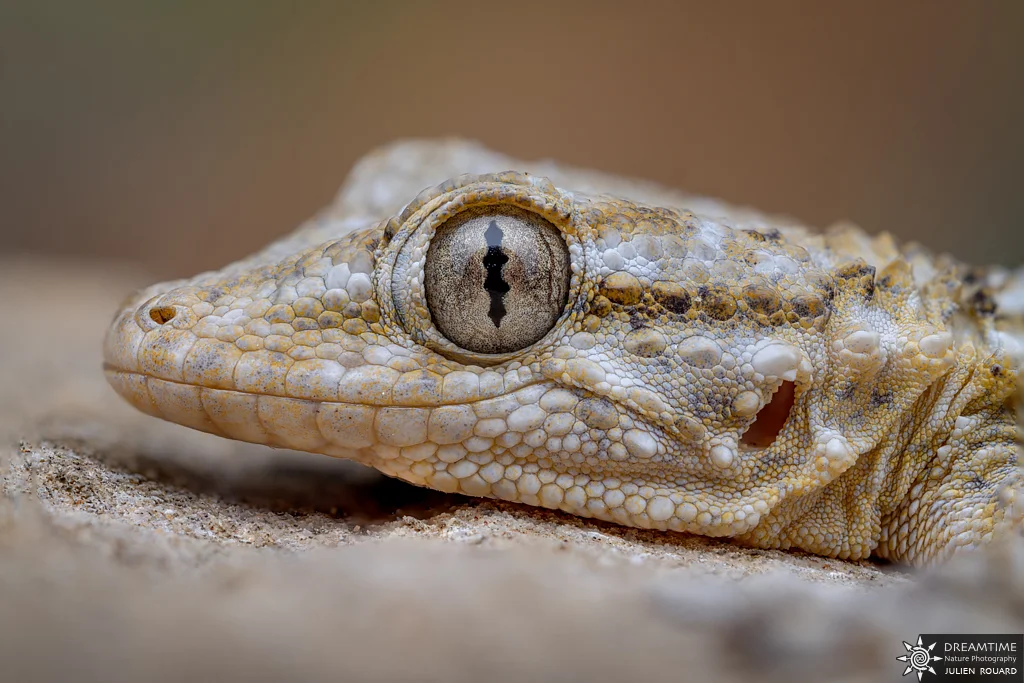 Macrophotographie de terrain réalisée avec un diffuseur DNP — 26