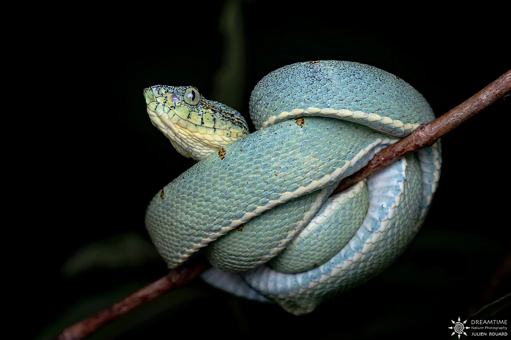 Macrophotographie de terrain réalisée avec un diffuseur DNP — 27