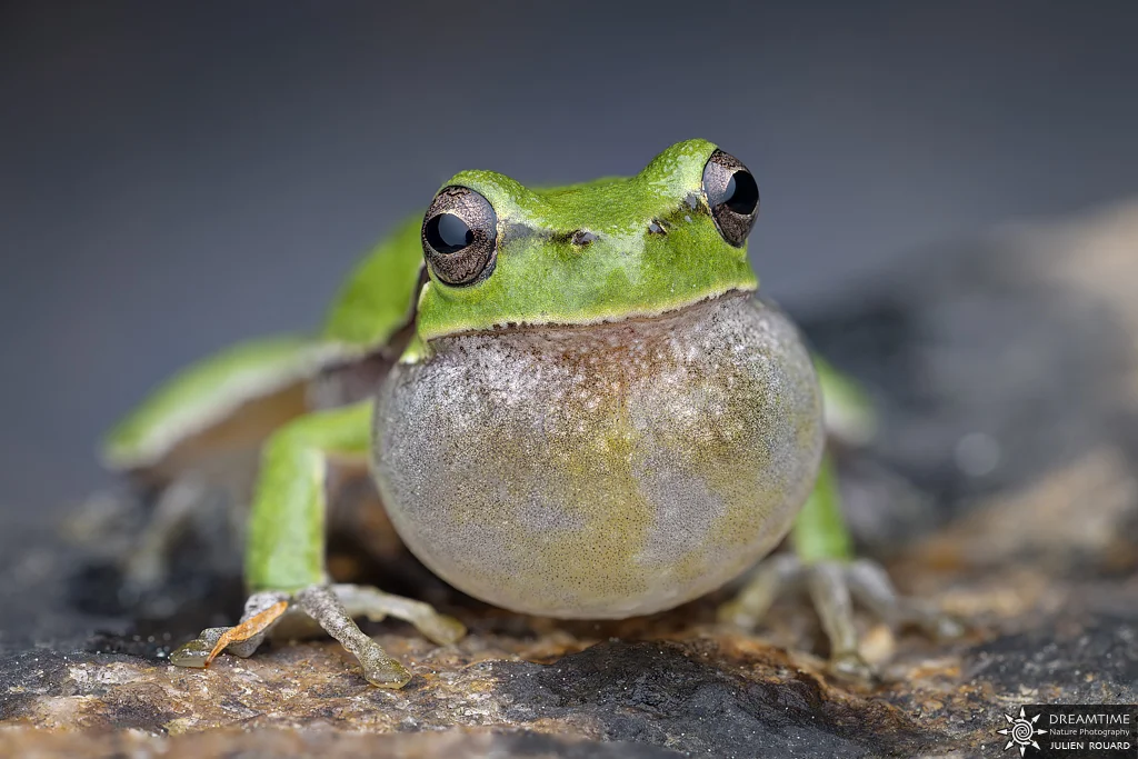 Macrophotographie de terrain réalisée avec un diffuseur DNP — 29