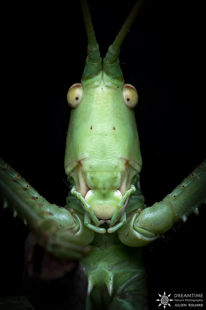 Macrophotographie de terrain réalisée avec un diffuseur DNP — 30