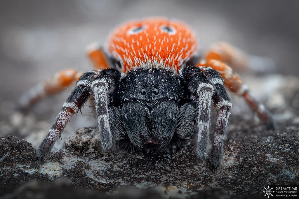 Macrophotographie de terrain réalisée avec un diffuseur DNP — 31