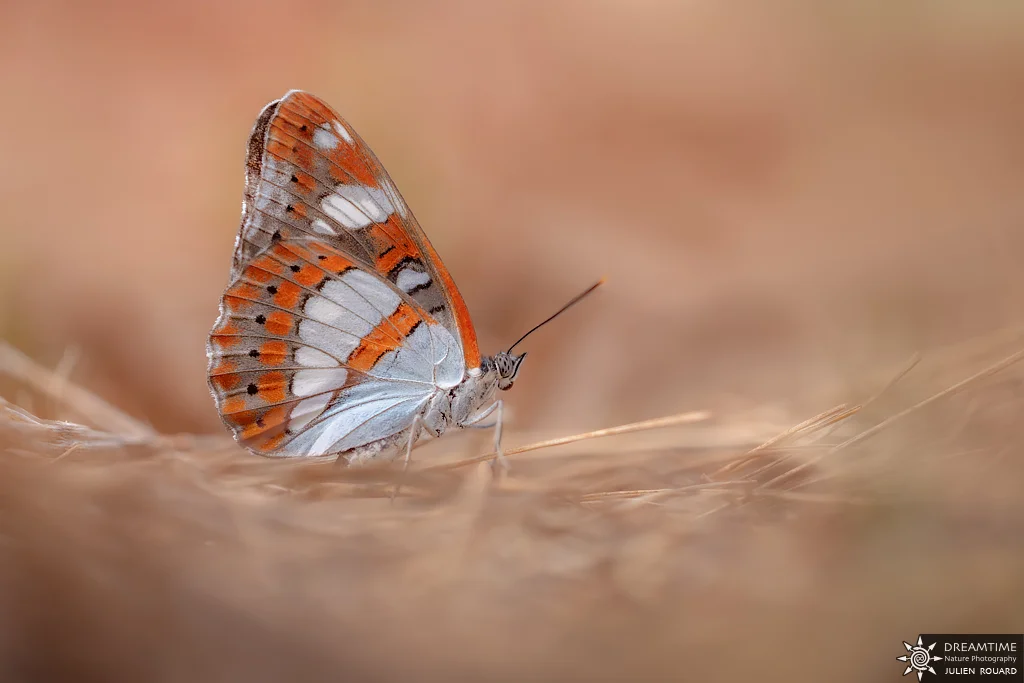 Macrophotographie de terrain réalisée avec un diffuseur DNP — 33