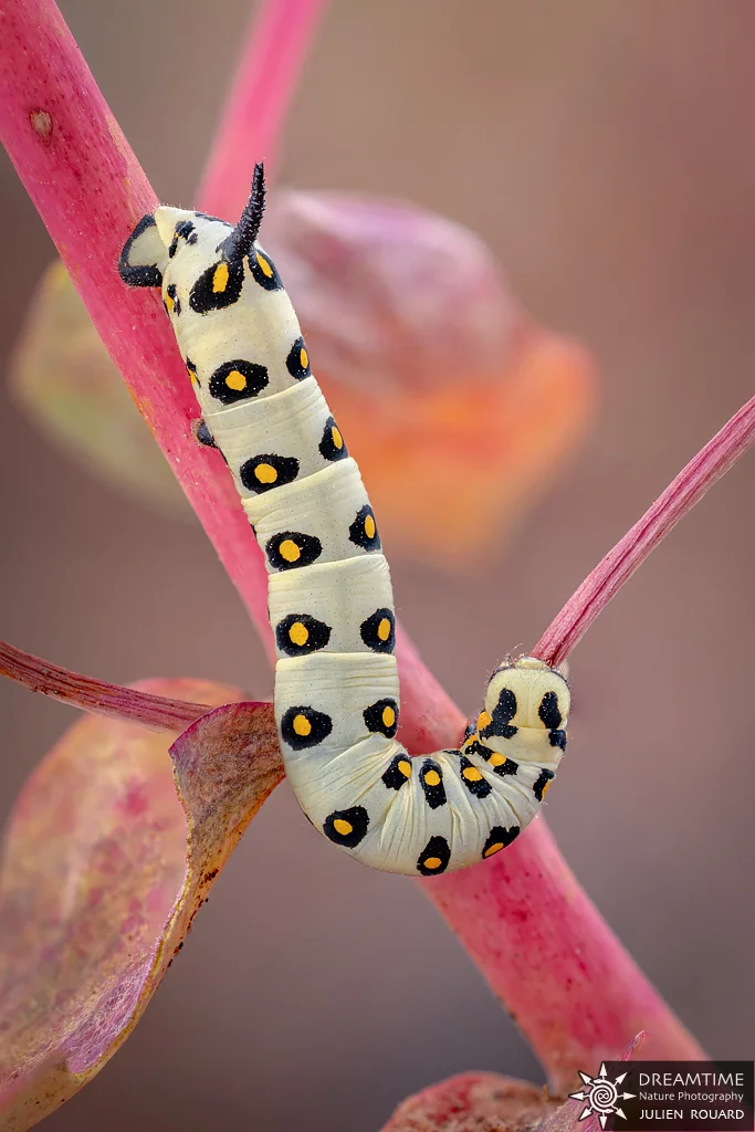 Macrophotographie de terrain réalisée avec un diffuseur DNP — 34