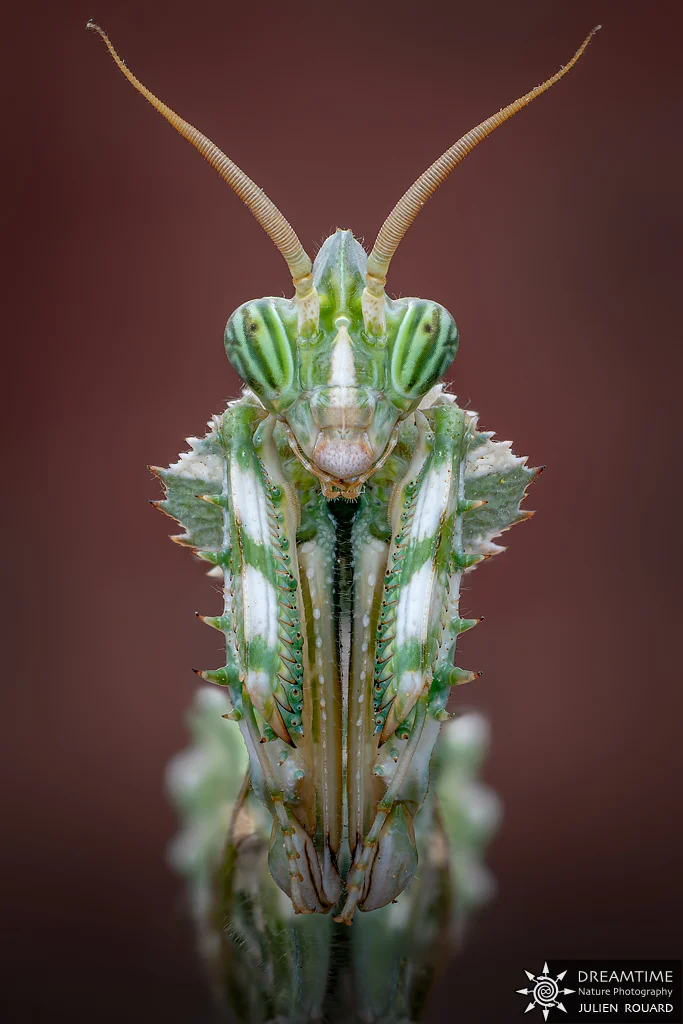 Macrophotographie de terrain réalisée avec un diffuseur DNP — 35