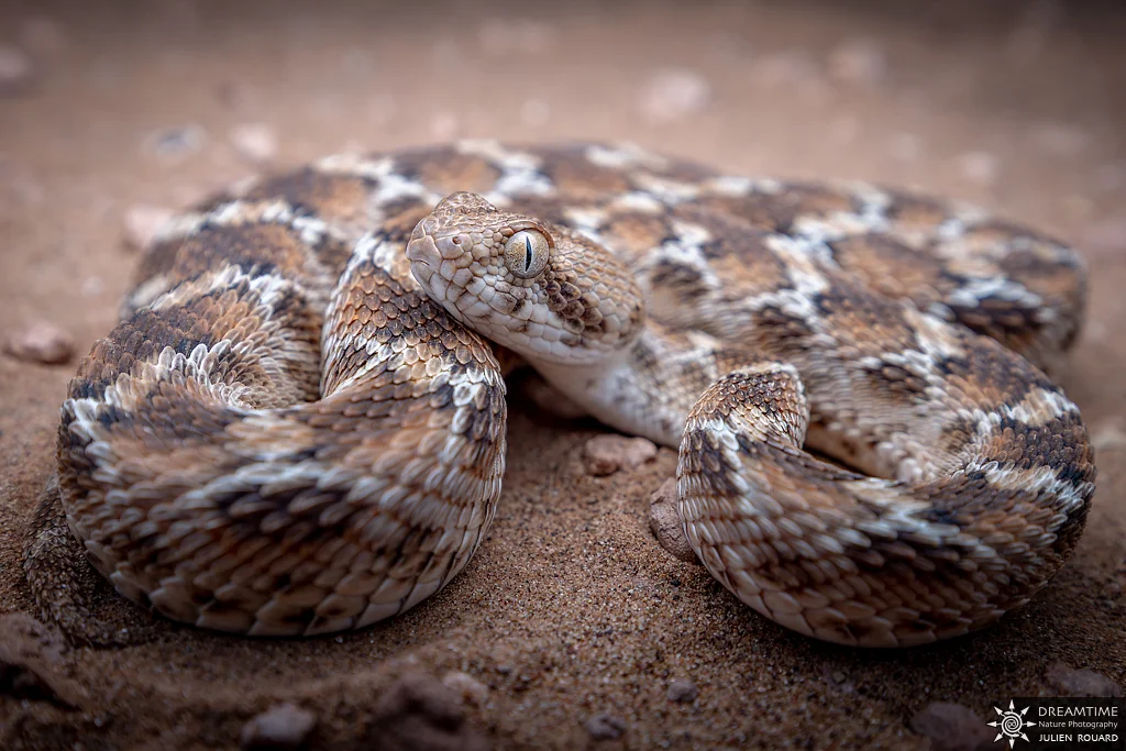 Macrophotographie de terrain réalisée avec un diffuseur DNP — 36