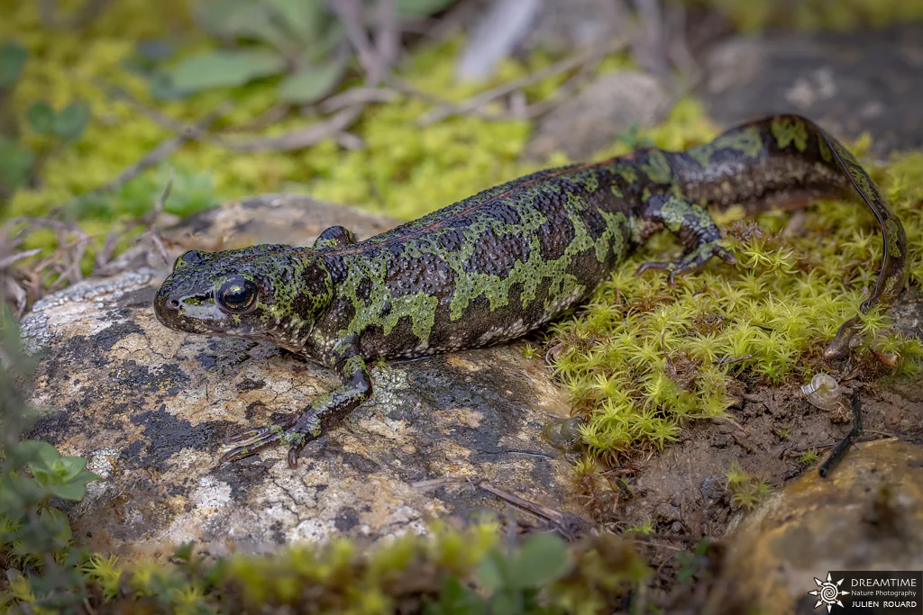 Macrophotographie de terrain réalisée avec un diffuseur DNP — 37