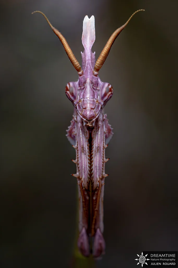 Macrophotographie de terrain réalisée avec un diffuseur DNP — 39