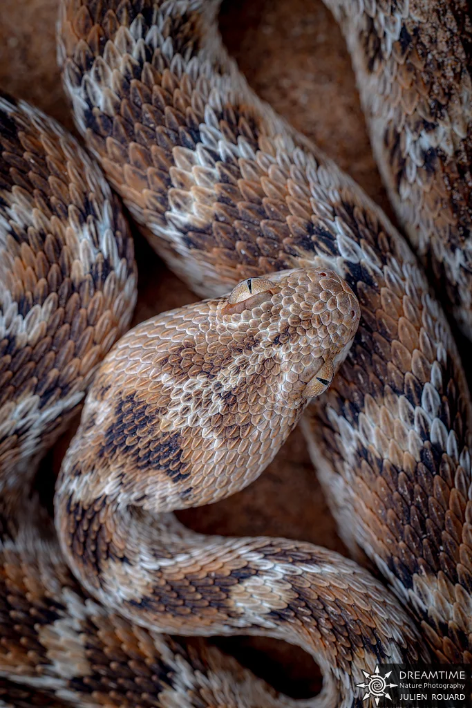 Macrophotographie de terrain réalisée avec un diffuseur DNP — 40