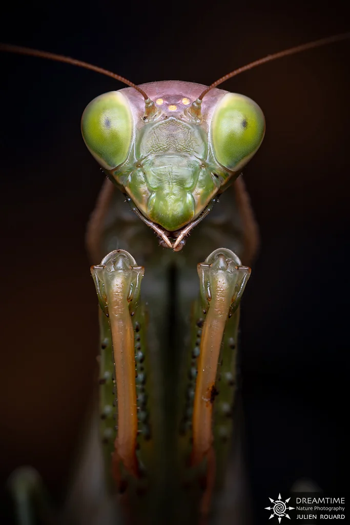 Macrophotographie de terrain réalisée avec un diffuseur DNP — 43