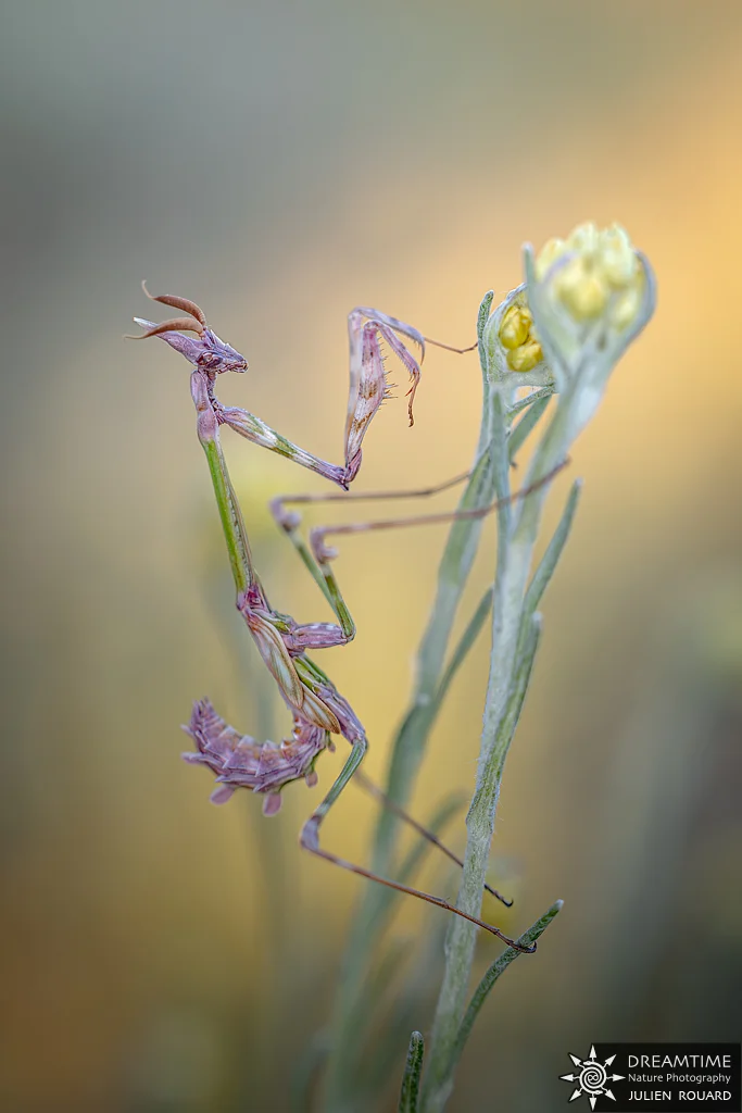 Macrophotographie de terrain réalisée avec un diffuseur DNP — 44