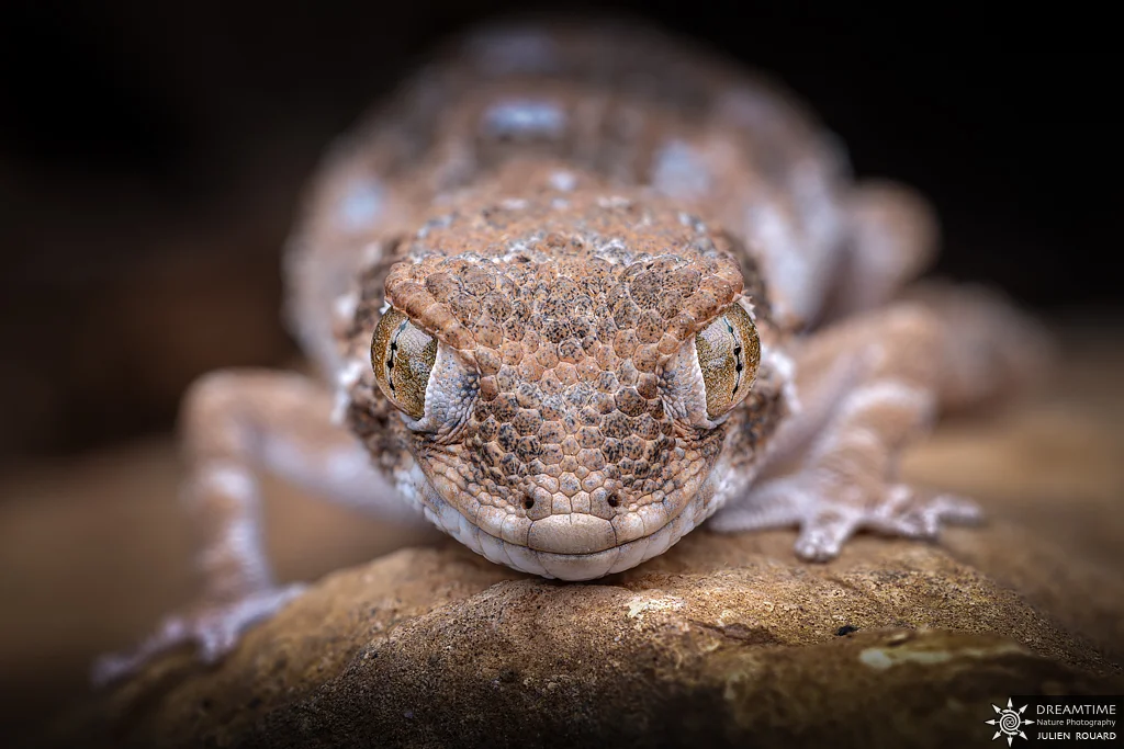 Macrophotographie de terrain réalisée avec un diffuseur DNP — 45