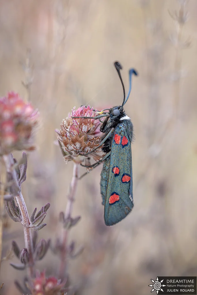 Macrophotographie de terrain réalisée avec un diffuseur DNP — 46