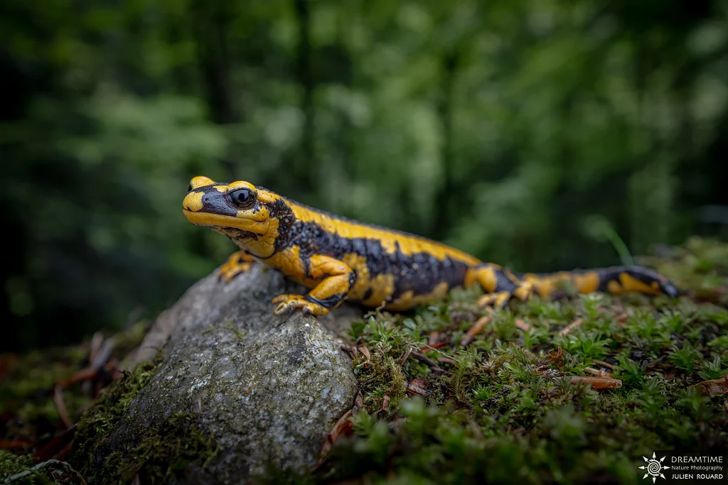 Macrophotographie de terrain réalisée avec un diffuseur DNP — 47